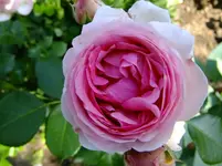 DSCF0291.webp