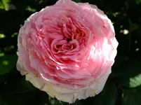 DSCF0299.webp