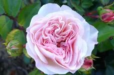 weinsberg 2012 074.webp