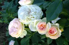 weinsberg 2012 079.webp