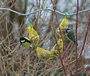 DSC_2755_Kohl-_und_Blaumeise.webp