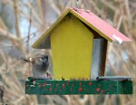 DSC_2788_Spatz_im_Anflug.jpg