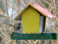 DSC_2788_Spatz_im_Anflug.webp