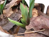 Iris.webp