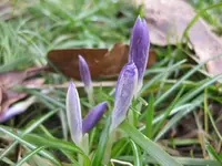 rokusse.webp