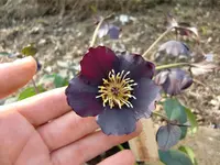 CIMG2811.webp