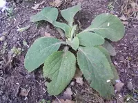 Digitalis1Feb.13.webp