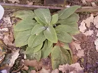 Digitalis2Feb.13.webp