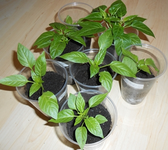 Paprika Chili groß.webp