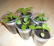 Paprika Chili mittel.webp