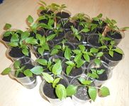 Paprika Chili mittel 2.webp