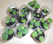 Physalis.webp