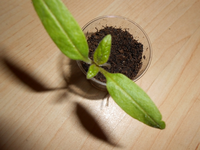 Tomate lilians heirloom.webp