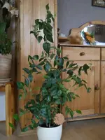 DSCN1867.webp