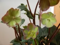 034.webp