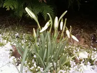 Galanthus20_2_13.webp