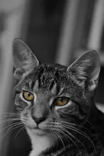 DSC_4967.webp