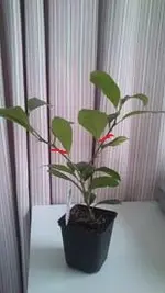 Limone.webp Limone.webp