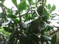 IMGP0350.webp