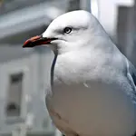 Copy of IMG_6749v.webp