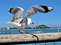 Copy of IMG_6752v.webp