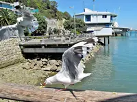 Copy of IMG_6757v.webp