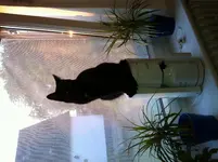 image.webp