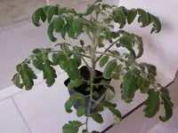 Fuzzy22_2_13.webp