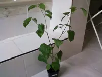 AjiColorado22_2_13.webp