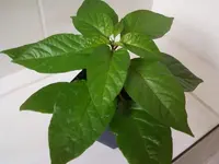 Habanero22_2_13.webp