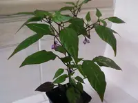 PurpleTiger22_2_13.webp