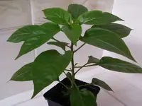 Tepin22_2_13.webp