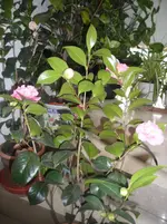 SAM_1120.webp