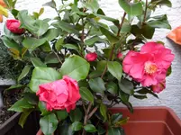 SAM_0664.webp