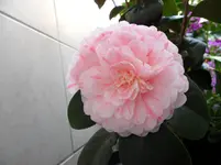 SAM_0644.webp