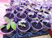 erste Tomaten.webp