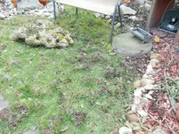 Wühlmaus 002.webp