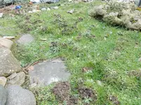 Wühlmaus 003.webp