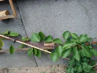 DSC00044.webp