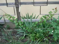DSC01159.webp