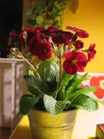 IMG_4157.webp