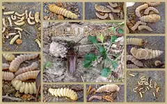 HUHU Beetle & _Grubs v (1).webp