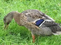 Bild 710.webp