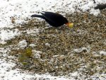 Amsel-Grünfink-Goldammer_8373.JPG