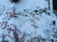 001.webp