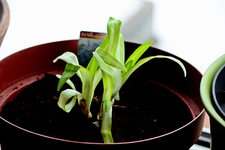 der neue blaue Agapanthus_640.webp