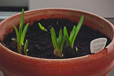 der weisse Agapanthus wird immer größer_640.webp