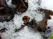 Marienkäfer.webp