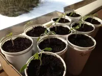 tomaten24-02-13.webp