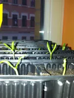 Kosmeen 24. Februar 2013.webp